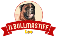 Il Bullmastiff